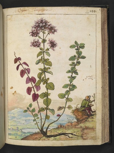 Origanum vulgare, de "Peintures de la flore des États romains" par Gherardo Cibo - Gherardo Cibo