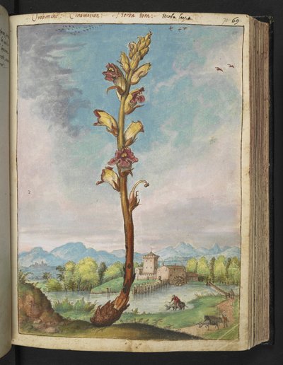 Orobanche gracilis, de "Peintures de la flore des États romains" par Gherardo Cibo, Add MS 22333, f070r, c.1564-84 - Gherardo Cibo