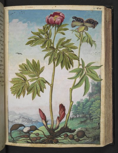 Paeonia officinalis, de "Peintures de la flore des États romains" par Gherardo Cibo - Gherardo Cibo