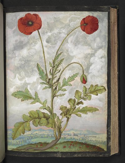 Papaver rhoeas (Coquelicots), de "Peintures de la flore des États romains" par Gherardo Cibo, Add MS 22333, f107r, c.1564-84 - Gherardo Cibo