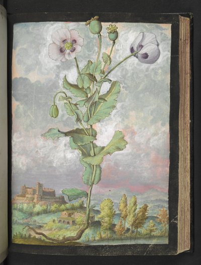 Papaver somniferum: Une plante avec des pétales blancs, de "Peintures de la flore des États romains" par Gherardo Cibo - Gherardo Cibo