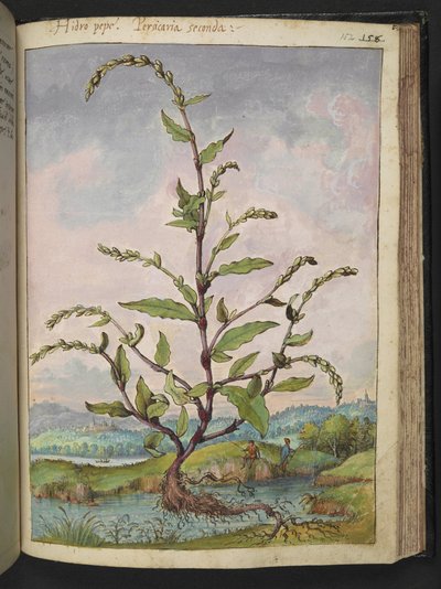 Persicaria hydropiper, de "Peintures de la flore des États romains" par Gherardo Cibo, Add MS 22333, f152r, c.1564-84 - Gherardo Cibo