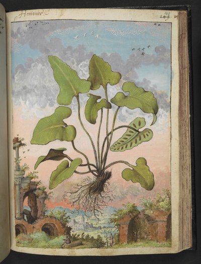 Phyllitis hemionitis, de "Peintures de la flore des États romains" par Gherardo Cibo, Add MS 22333, f143r, c.1564-84 - Gherardo Cibo