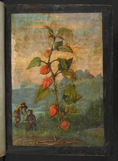 Physalis alkekengi: Une plante avec des fleurs rouges, de 