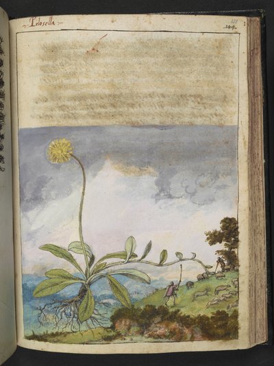 Pilosella officinarum, de 