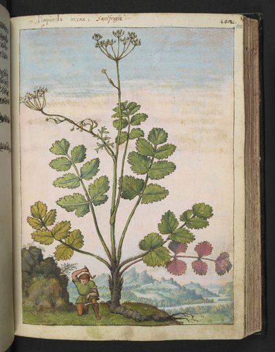 Pimpinella major, de "Peintures de la flore des États romains" par Gherardo Cibo, Add MS 22333, f100r, c.1564-84 - Gherardo Cibo
