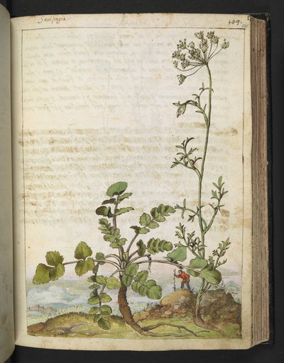 Pimpinella saxifraga, de "Paintings of Flora of the Roman States" par Gherardo Cibo - Gherardo Cibo
