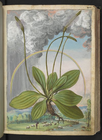 Plantago media, de "Paintings of Flora of the Roman States" par Gherardo Cibo - Gherardo Cibo