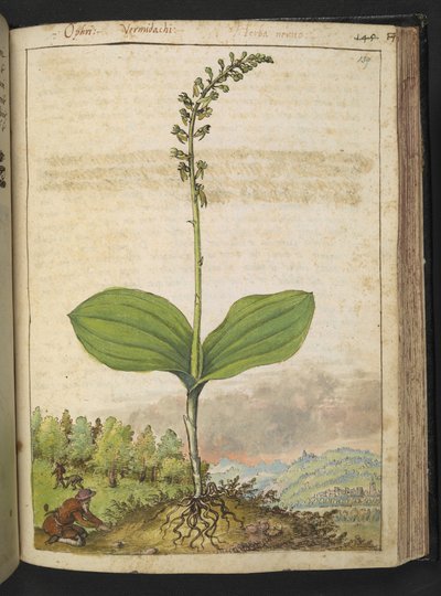 Possiblement Ophrys apifera (orchidée abeille), de "Peintures de la flore des États romains" par Gherardo Cibo - Gherardo Cibo