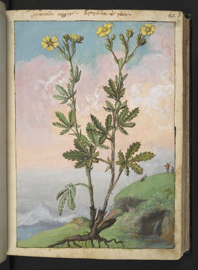 Potentilla recta: Une plante avec des fleurs jaunes, de "Paintings of Flora of the Roman States" par Gherardo Cibo - Gherardo Cibo