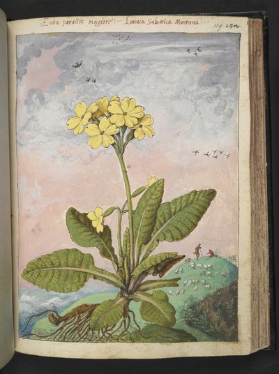 Primula eliator: Une plante à pétales jaunes, de "Paintings of Flora of the Roman States" par Gherardo Cibo - Gherardo Cibo