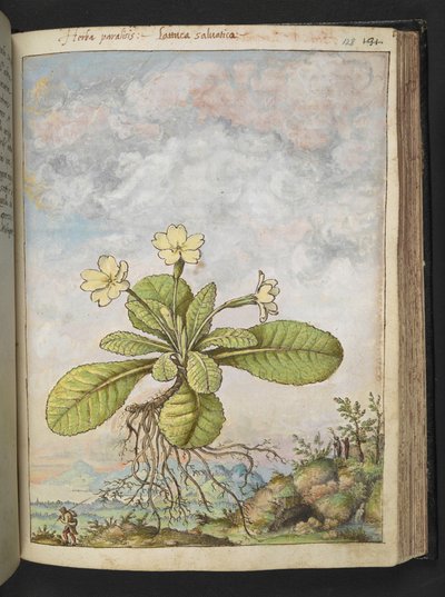Primula vulgaris, de "Peintures de la flore des États romains" par Gherardo Cibo, Add MS 22333, f128r, c.1564-84 - Gherardo Cibo