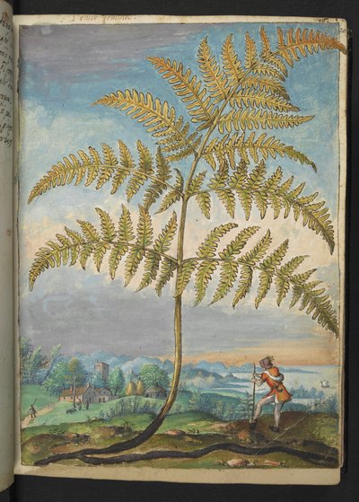 Pteridium aquilinium : une fougère, de "Paintings of Flora of the Roman States" par Gherardo Cibo - Gherardo Cibo