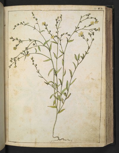Ranunculus bulbosus: Une plante à fleurs jaunes, de "Paintings of Flora of the Roman States" par Gherardo Cibo - Gherardo Cibo