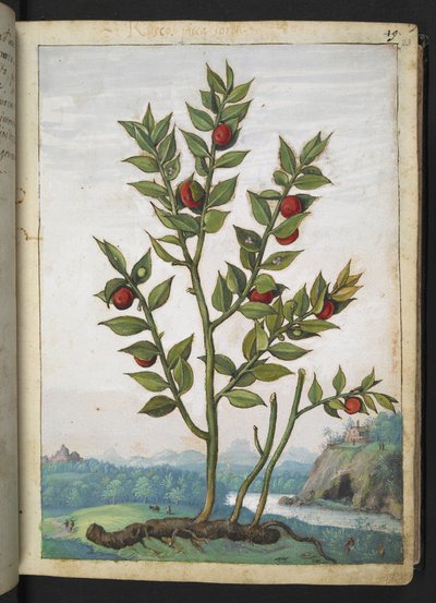 Ruscus aculeatus: Une plante portant des baies rouges, de 