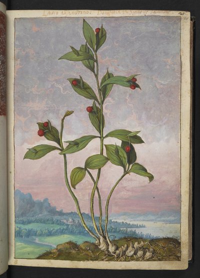 Ruscus hypoglossum: Une plante portant des baies rouges, de 