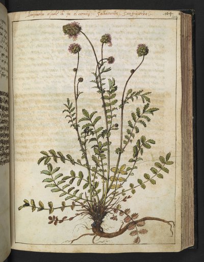 Sanguisorba minor, de "Peintures de la flore des États romains" par Gherardo Cibo, Add MS 22333, f102r, c.1564-84 - Gherardo Cibo