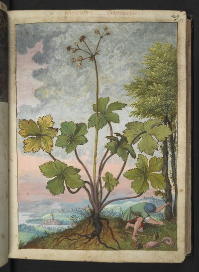 Sanicula europaea et un homme examinant la base d