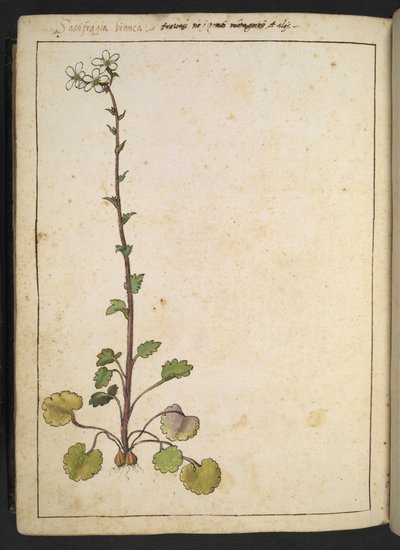 Saxifraga bianca, Fleur alpine à pétales blancs, de "Peintures de la flore des États romains" par Gherardo Cibo, Add MS 22333, f180v, c.1564-84 - Gherardo Cibo