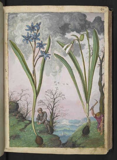Scilla bifolia et Galanthus nivalis, de "Paintings of Flora of the Roman States" par Gherardo Cibo - Gherardo Cibo