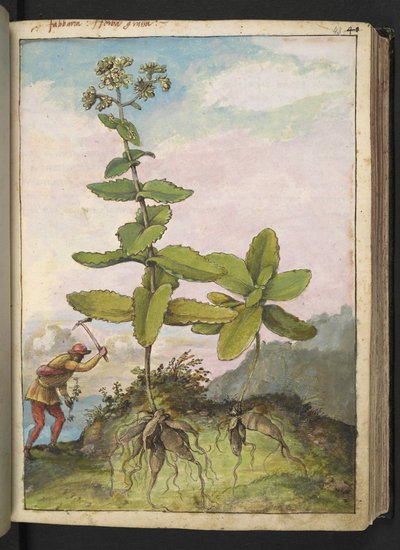 Sedum telephium, de "Peintures de la flore des États romains" par Gherardo Cibo, Add MS 22333, f043r, c.1564-84 - Gherardo Cibo
