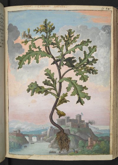Senecio vulgaris, de "Peintures de la flore des États romains" par Gherardo Cibo - Gherardo Cibo