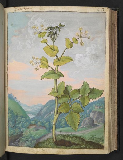 Smyrnium olusatrum, de "Paintings of Flora of the Roman States" par Gherardo Cibo - Gherardo Cibo