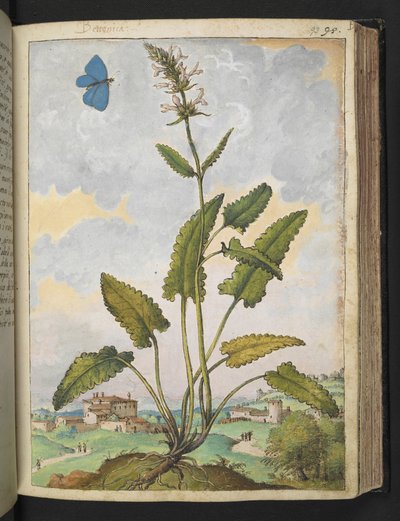 Stachys officinalis, de "Paintings of Flora of the Roman States" par Gherardo Cibo - Gherardo Cibo