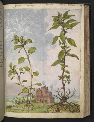 Stellaria media, Possiblement Stellaria media, de "Peintures de la flore des États romains" par Gherardo Cibo - Gherardo Cibo