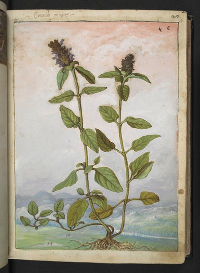 Symphytum bulbosum (Consoude bulbeuse), de "Peintures de la flore des États romains" par Gherardo Cibo - Gherardo Cibo