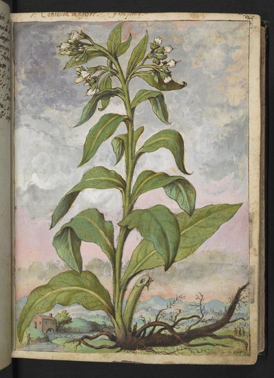 Symphytum officinale (Consoude), de "Peintures de la flore des États romains" par Gherardo Cibo - Gherardo Cibo