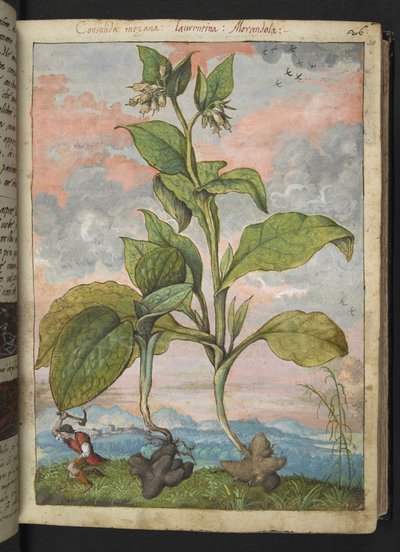 Symphytum tuberosum, de 