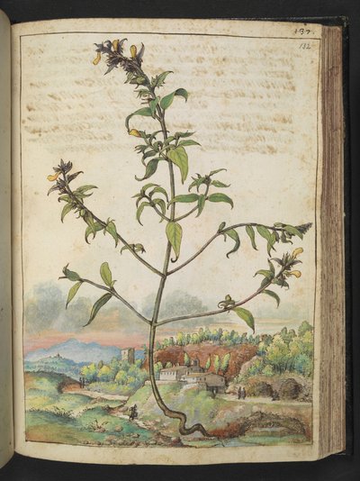 Grande plante avec des feuilles vertes et des fleurs jaunes, de 