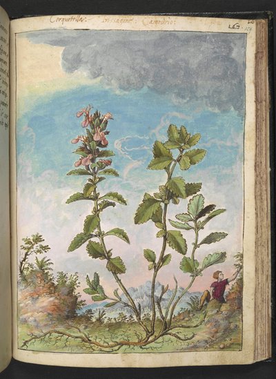 Teucrium chamaedrys (Germandrée petit-chêne), de 