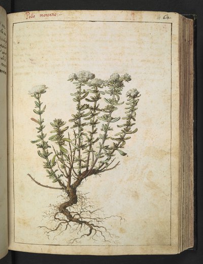 Teucrium montanum, de 