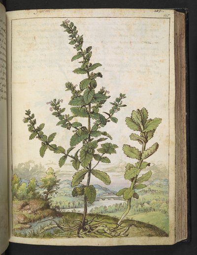 Teucrium scordium, de "Paintings of Flora of the Roman States" par Gherardo Cibo - Gherardo Cibo