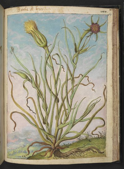 Tragopogon porrifolius, de "Peintures de la flore des États romains" par Gherardo Cibo, Add MS 22333, f169r, c.1564-84 - Gherardo Cibo