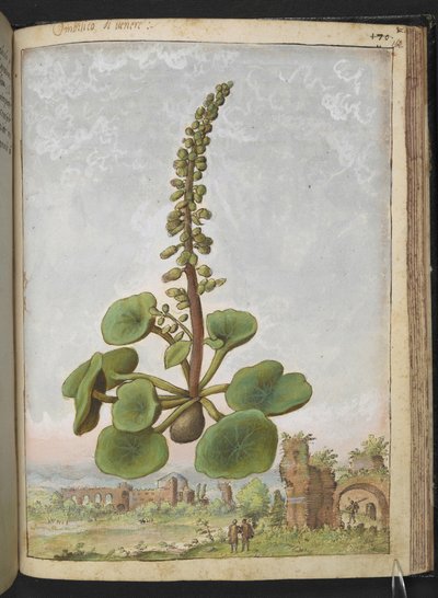 Umbilicus rupestris (Nombril de Vénus): Plante à fleurs comestibles, de 