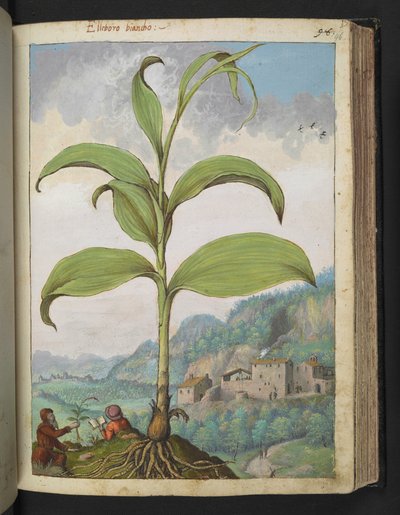 Veratrum nigrum, de 