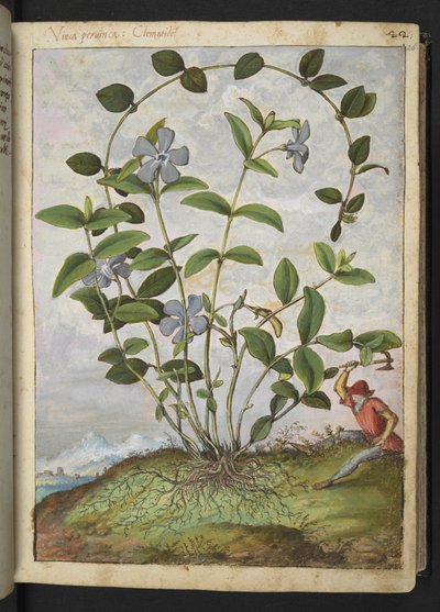 Vinca minor (Pervenche), de "Paintings of Flora of the Roman States" par Gherardo Cibo - Gherardo Cibo