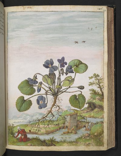 Viola odorata, de "Peintures de la flore des États romains" par Gherardo Cibo, Add MS 22333, f104r, c.1564-84 - Gherardo Cibo