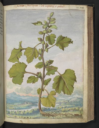 Xanthium strumarium, de "Paintings of Flora of the Roman States" par Gherardo Cibo - Gherardo Cibo