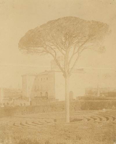[Arbre dans le jardin formel devant le Palazzo], 1860s-70s - Giacomo Caneva