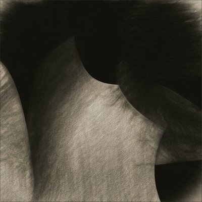 Courbes fluides couleur sépia - Gilbert Claes