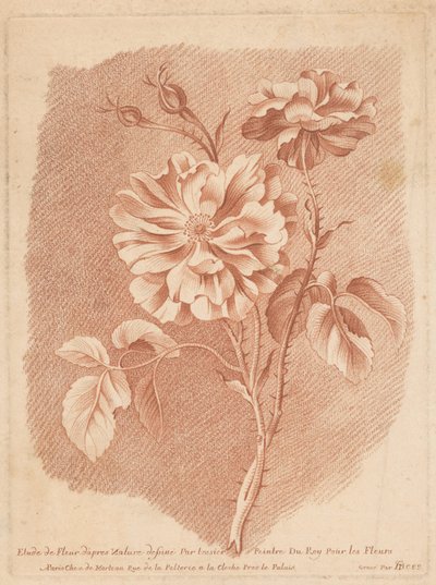 Fleurs - Gilles Demarteau