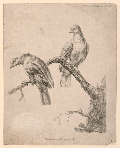 Deux Oiseaux sur une Branche - Gilles Demarteau