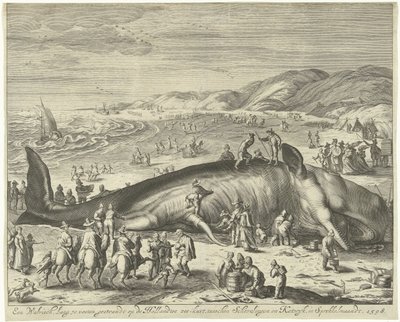 Baleine échouée à Berckhey, 1598 - Gilliam van der Gouwen