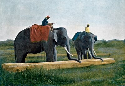 Éléphants déplaçant une bûche, Ceylan, vers 1890 - Gillot