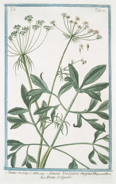 Ammi majus - Giorgio Bonelli
