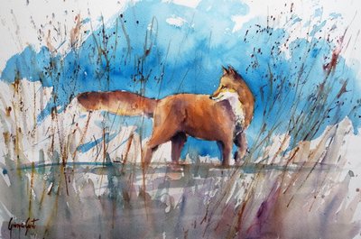 Alert Fox à Reeds - Giorgio Gosti